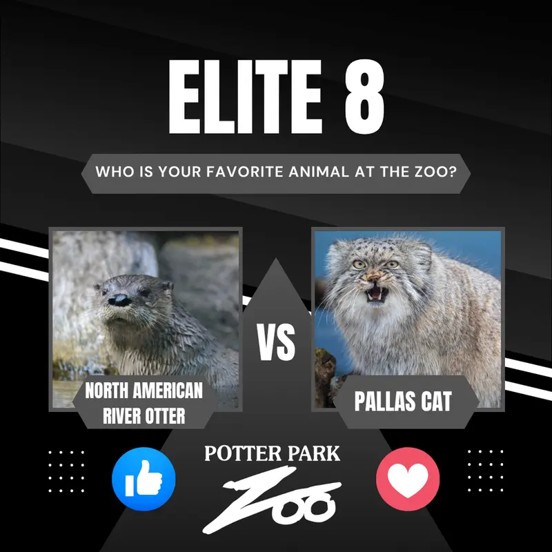 Фотография Пази в Зоопарке Поттер-парка