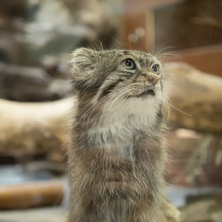 Фотография Клёна в Зоопарке Уено