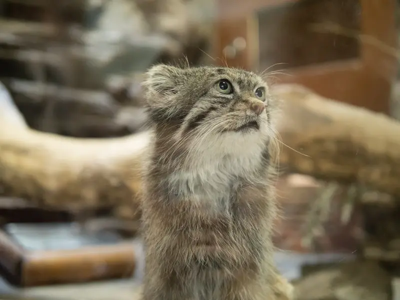 Фотография Клёна в Зоопарке Уено