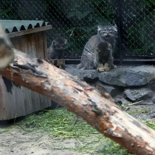 Фотография Айши в Новосибирском Зоопарке