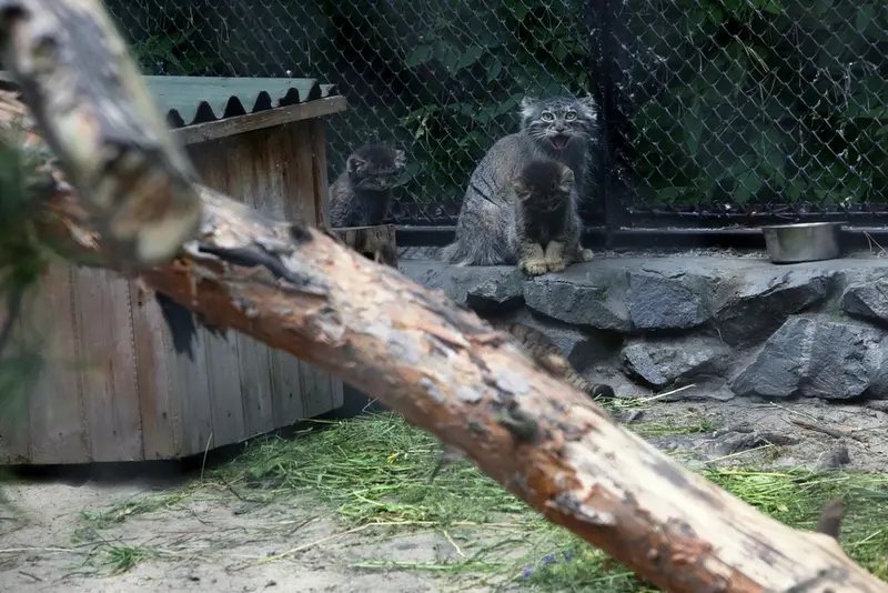 Фотография Айши в Новосибирском Зоопарке