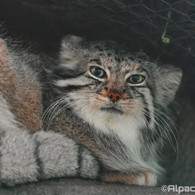 Фотография Аз в Царстве Животных Кобе