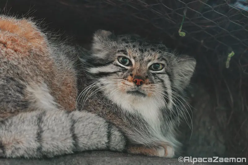 Фотография Аз в Царстве Животных Кобе