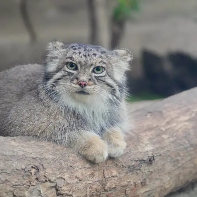 Фотография Аз в Царстве Животных Кобе