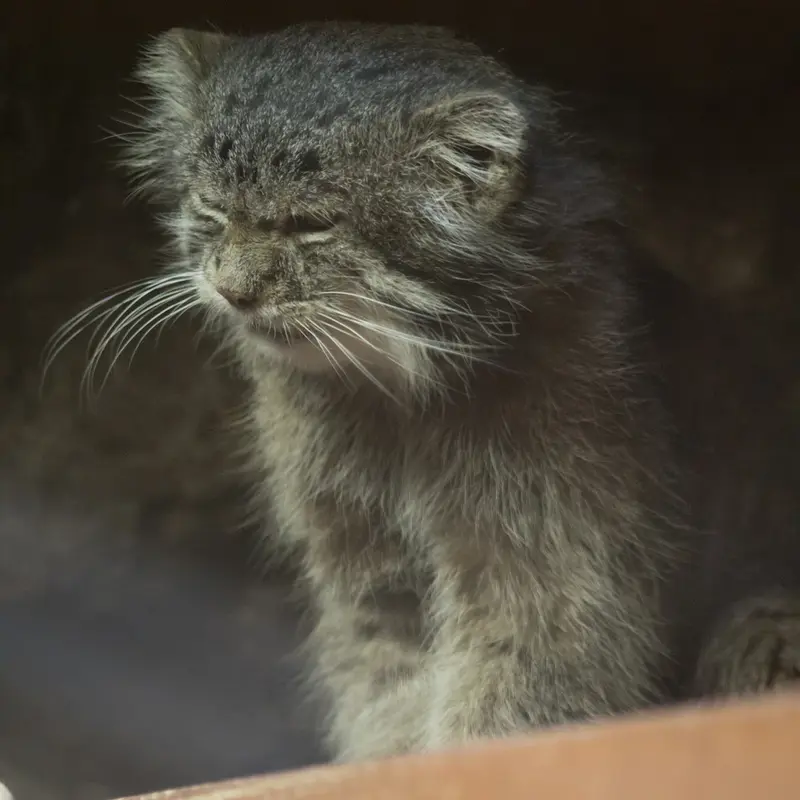 Фотография Клёна в Зоопарке Уено