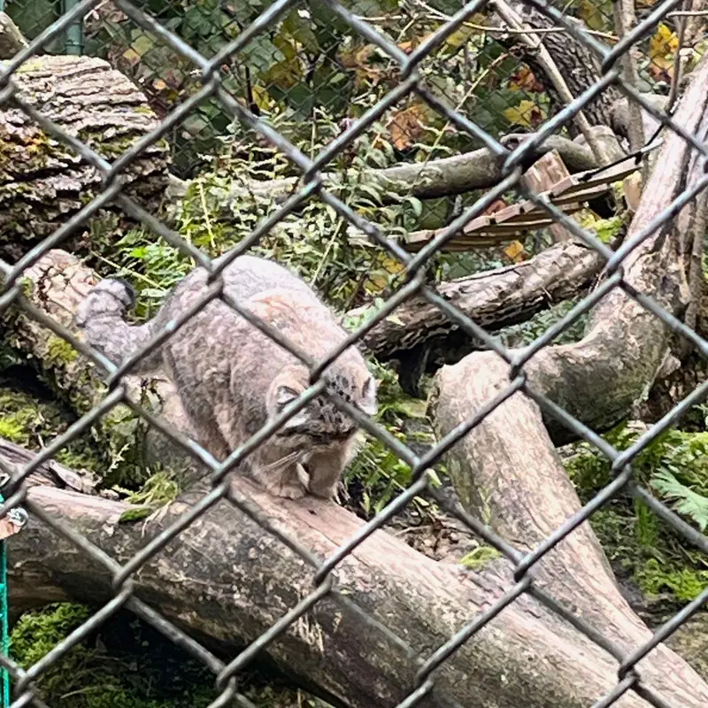 Фотография с манулом