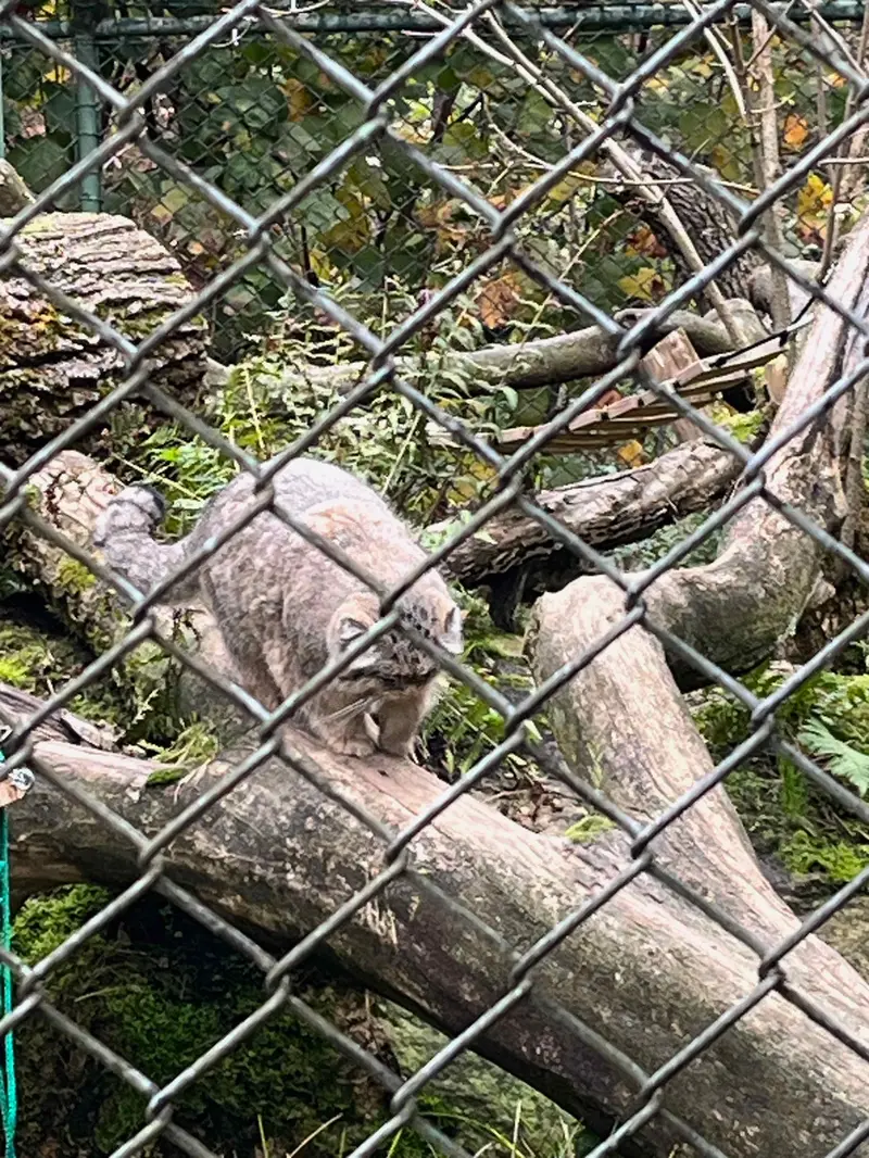 Фотография с манулом