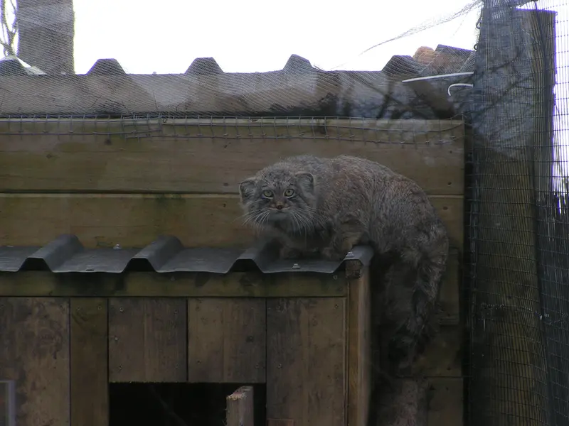 Фотография Алтая в Лэйклэнде Вайлдлайф Оазисе