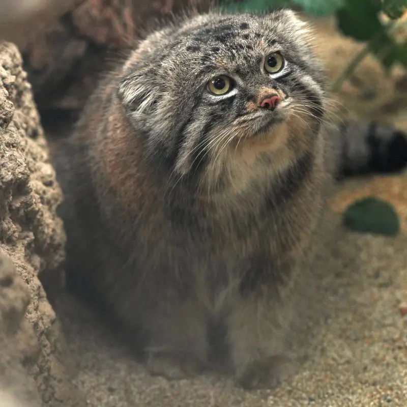 Фотография Нара в Царстве Животных Кобе