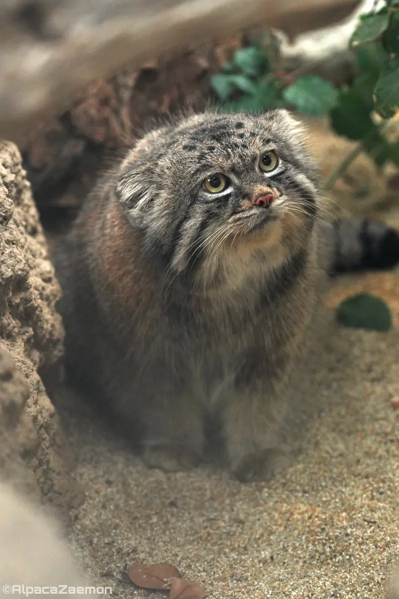 Фотография Нара в Царстве Животных Кобе