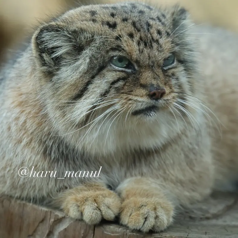 Фотография Бора в Царстве Животных Насу