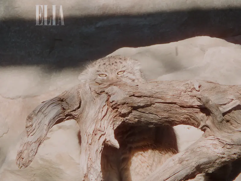 Фотография Олафа в Зоопарке Калгари / Институте Уайлдере