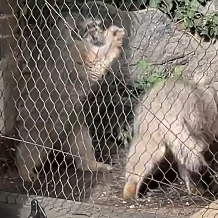 Фотография Бату в Зоопарке Проспект-парка