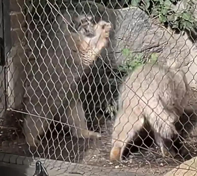 Фотография Сарнай и Бату в Зоопарке Проспект-парка