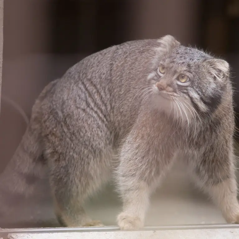 Фотография Фиги в Зоопарке Ногеяме