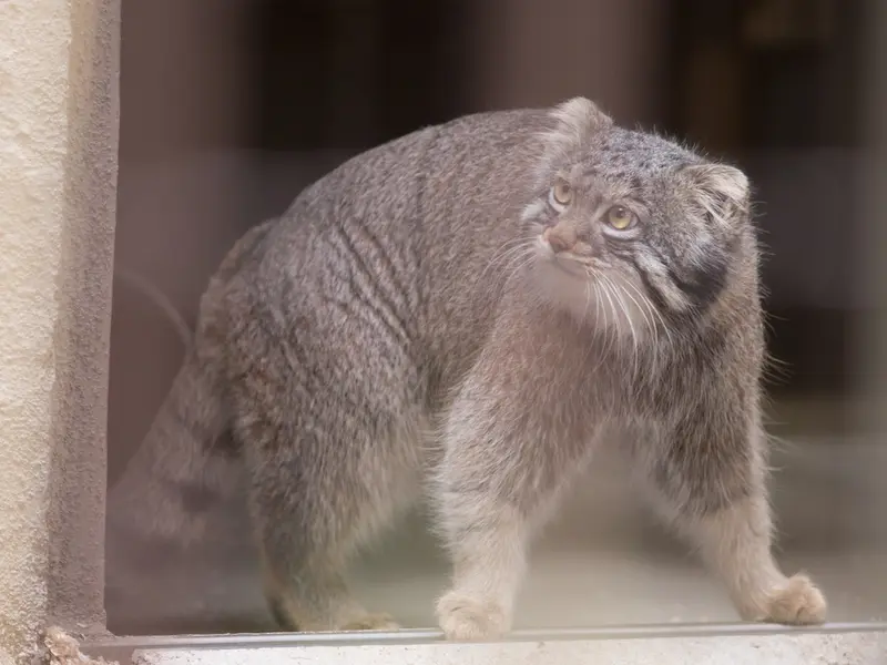 Фотография Фиги в Зоопарке Ногеяме