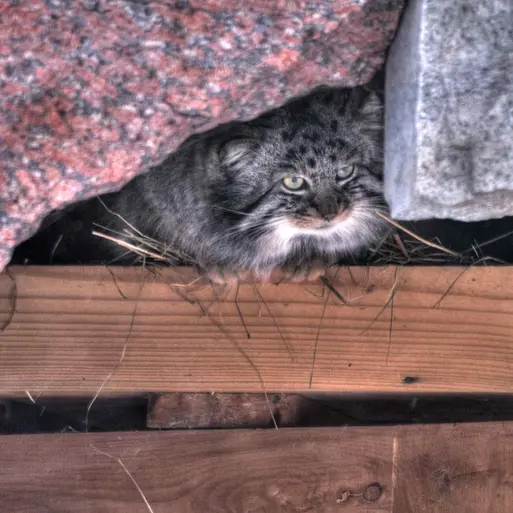 Фотография Дарлая в Московском Зоопарке