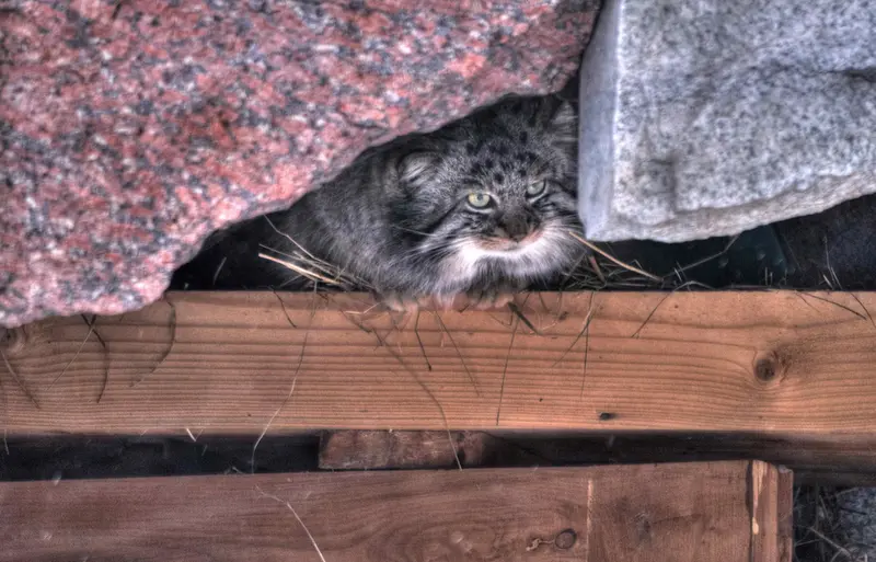 Фотография Дарлая в Московском Зоопарке