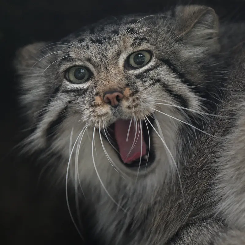 Фотография Аз в Царстве Животных Кобе