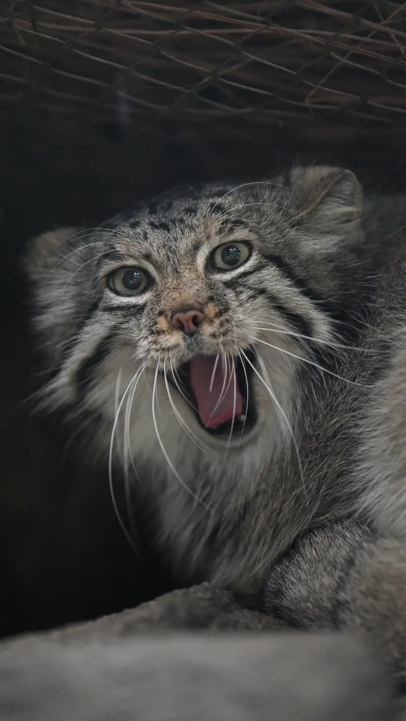 Фотография Аз в Царстве Животных Кобе