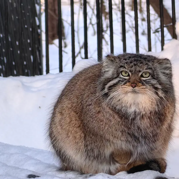 Фотография Евчонки 2023 Г.р. Ⅲ в Новосибирском Зоопарке