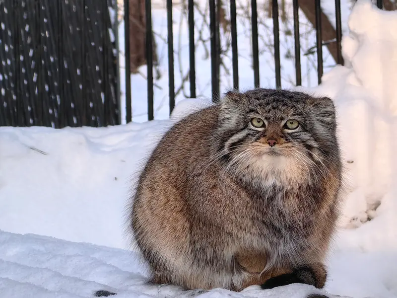 Фотография Евчонки 2023 Г.р. Ⅲ в Новосибирском Зоопарке
