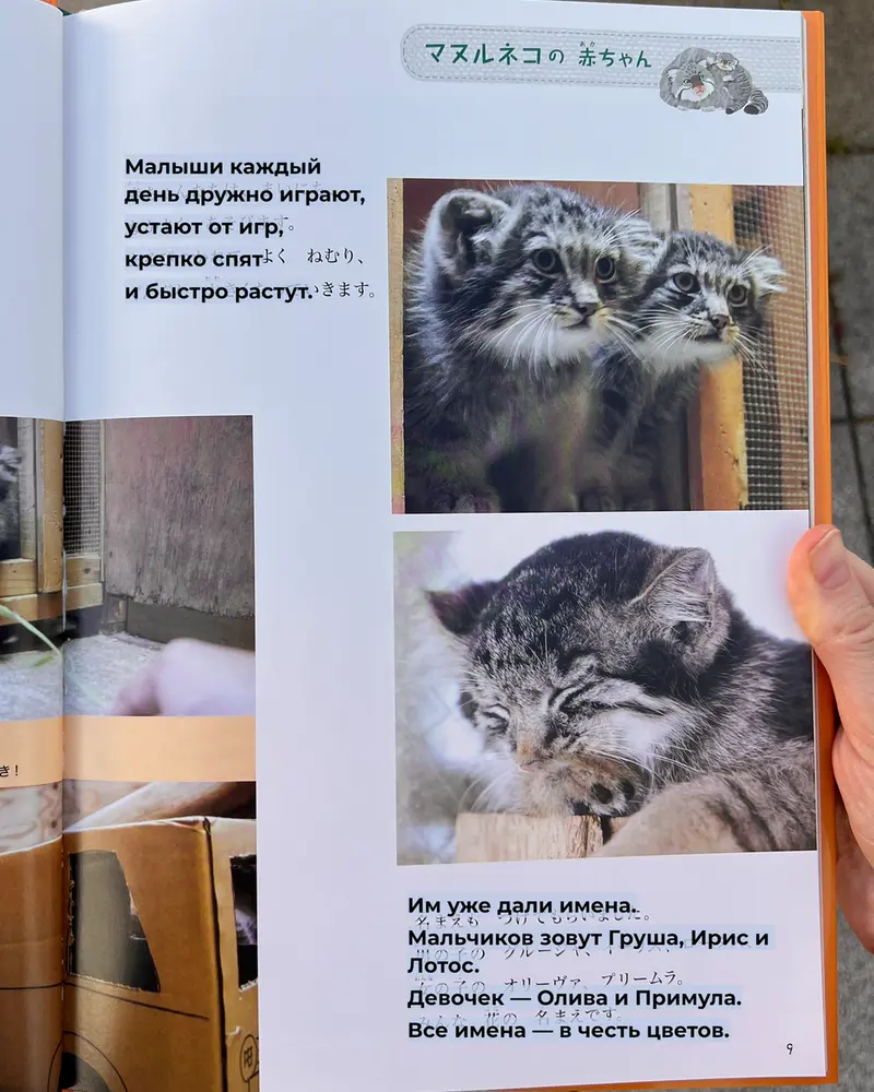 Фотография с манулом