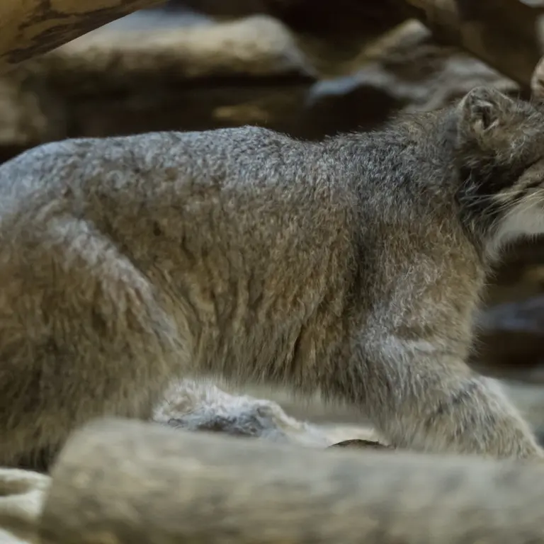 Фотография Клёна в Зоопарке Уено