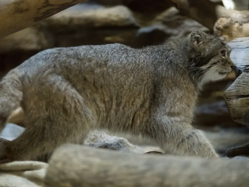 Фотография Клёна в Зоопарке Уено