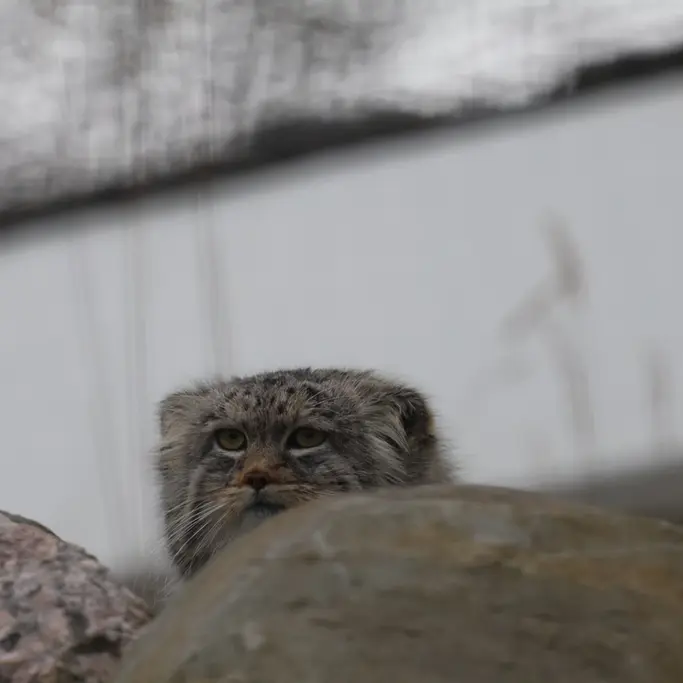 Фотография Аркаса в Зоопарке Коркеасаари