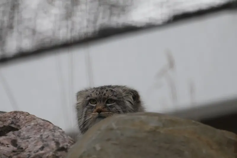Фотография Аркаса в Зоопарке Коркеасаари