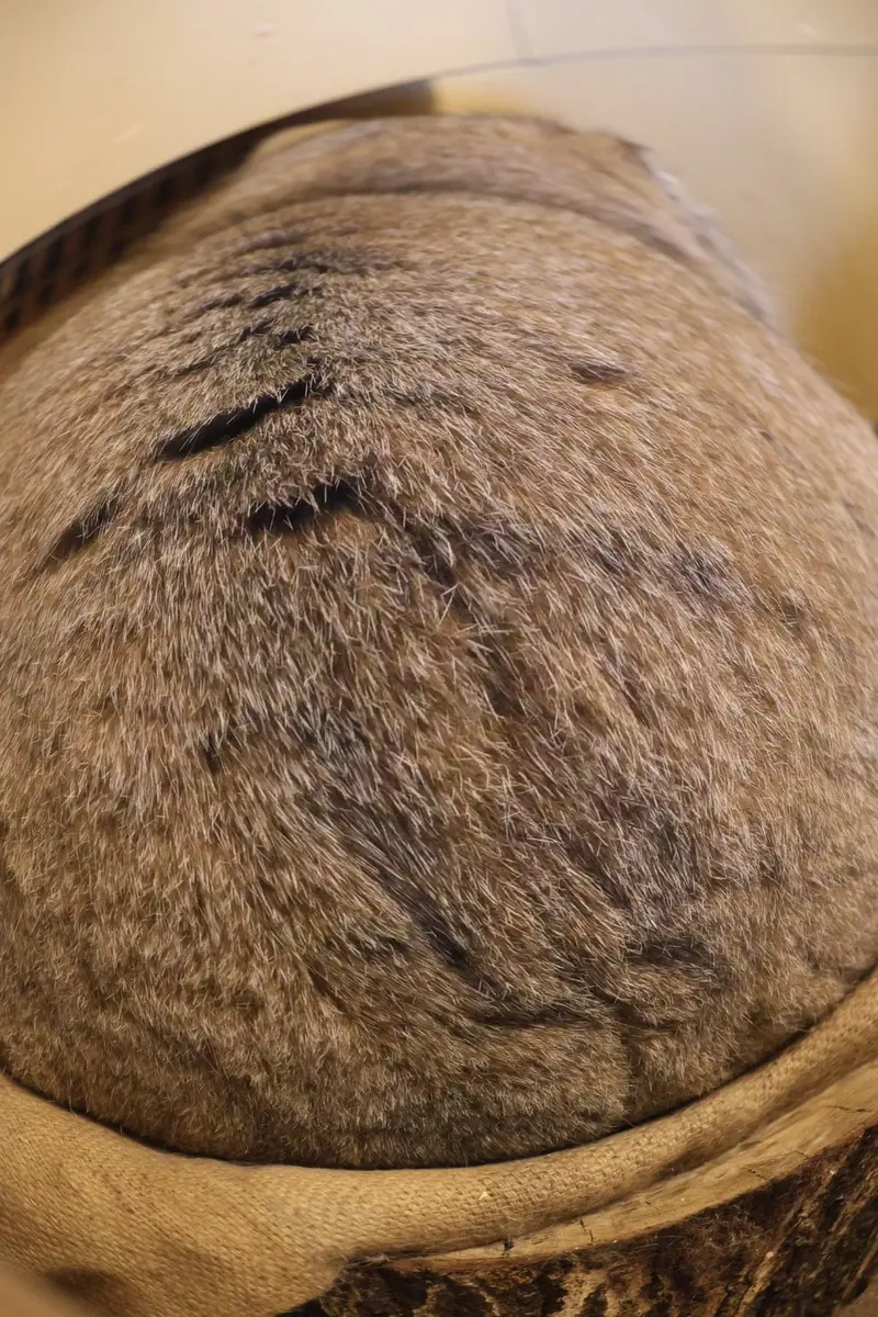 Фотография Оливы в Детском зоопарке Сайтама