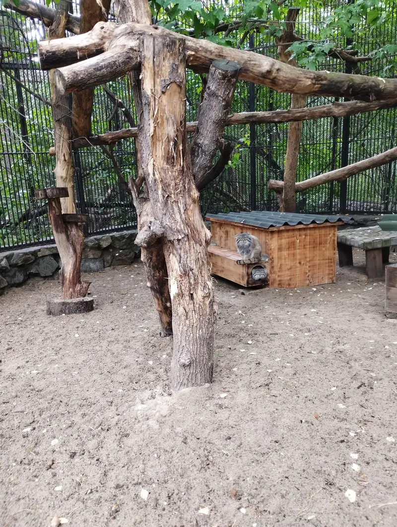 Фотография с манулом в Новосибирском Зоопарке