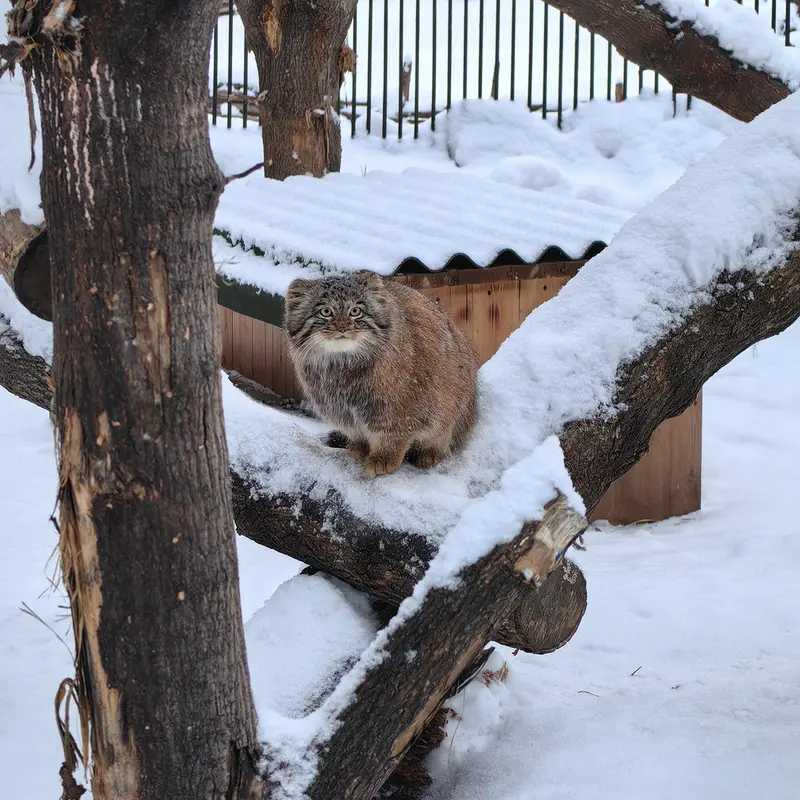 Фотография Сына Снежинки 2025 г.р. Ⅲ в Новосибирском Зоопарке