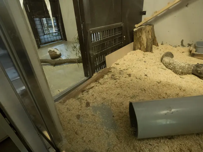 Фотография с манулом в Зоопарке Ногеяме