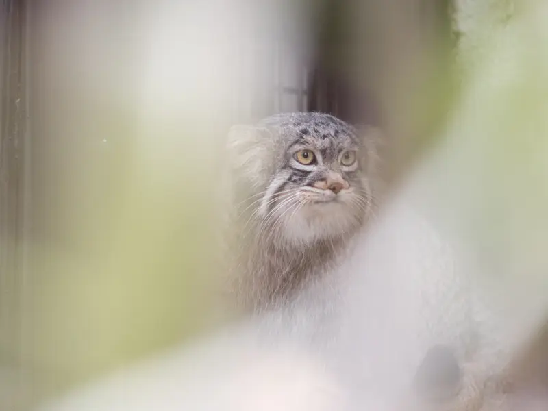 Фотография Фиги в Зоопарке Ногеяме