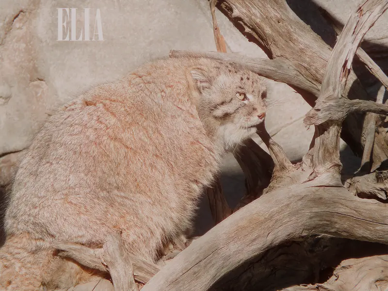 Фотография Олафа в Зоопарке Калгари / Институте Уайлдере