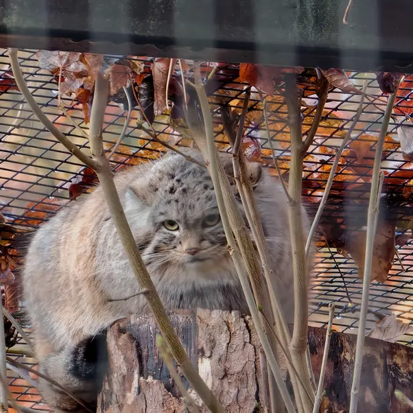 Фотография Алтая в Гданском Зоопарке