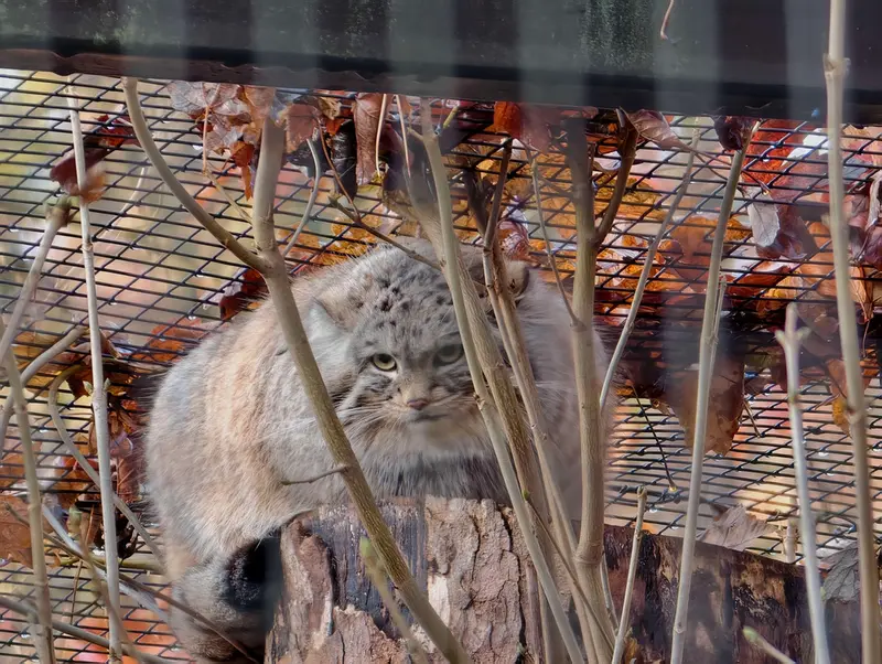 Фотография Алтая в Гданском Зоопарке