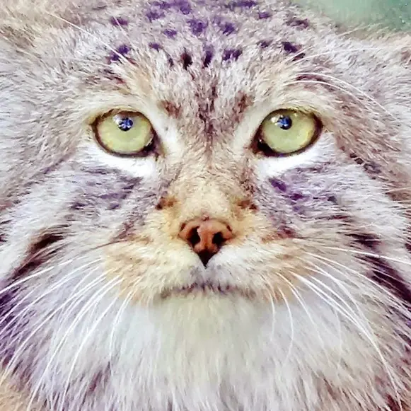 Фотография Хана в Ленинградском Зоопарке