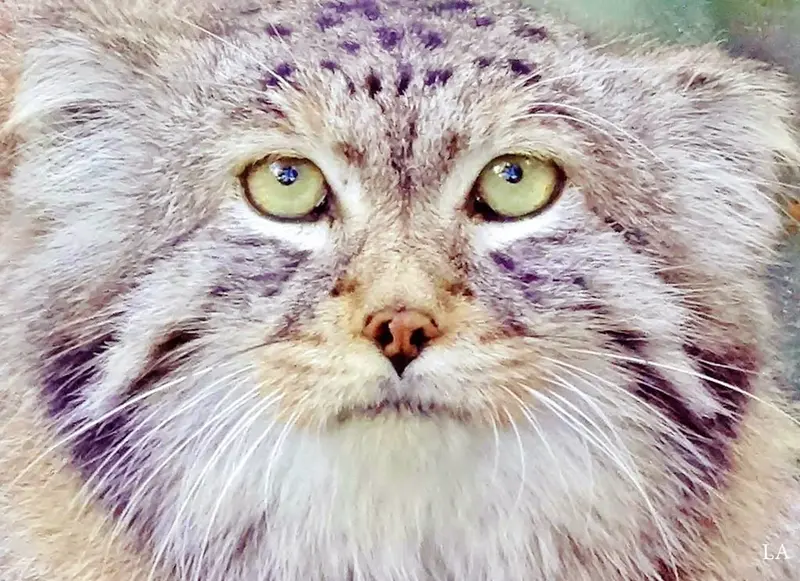 Фотография Хана в Ленинградском Зоопарке