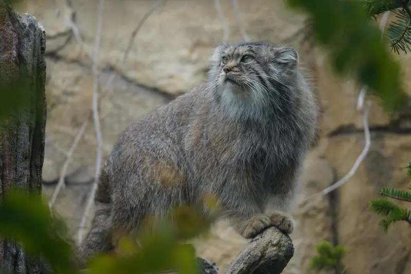 Фотография Полли в Царстве Животных Насу