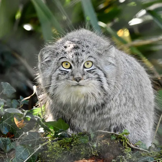 Фотография Алтая в Парке диких животных Порт-Лимпн