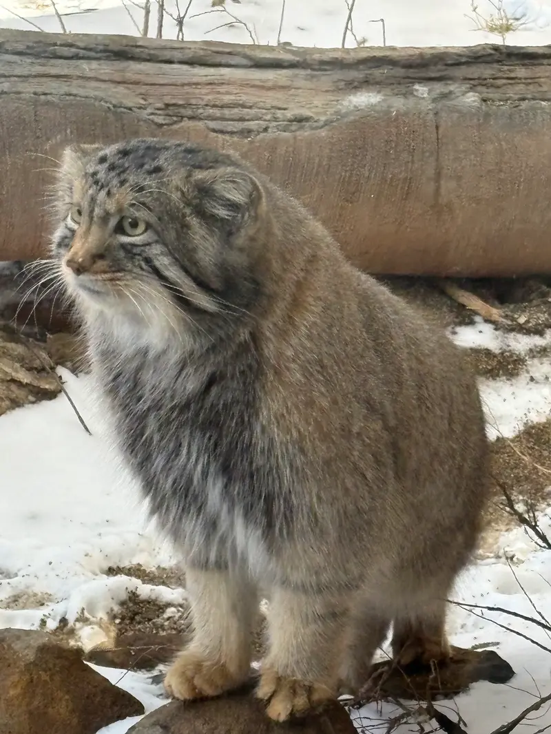 Фотография Нагому в Царстве Животных Насу