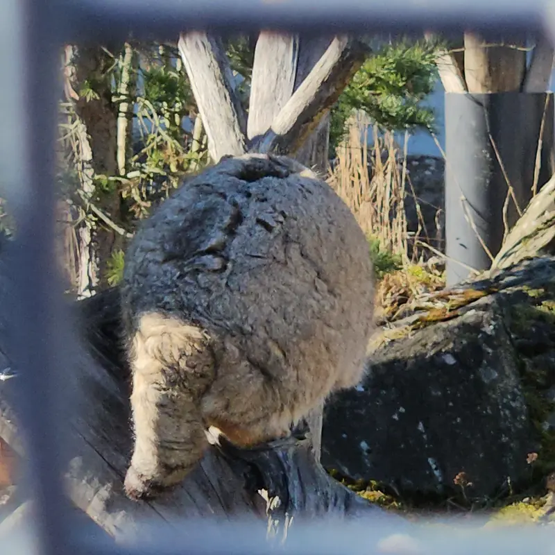Фотография Мими в Зоопарке Коркеасаари