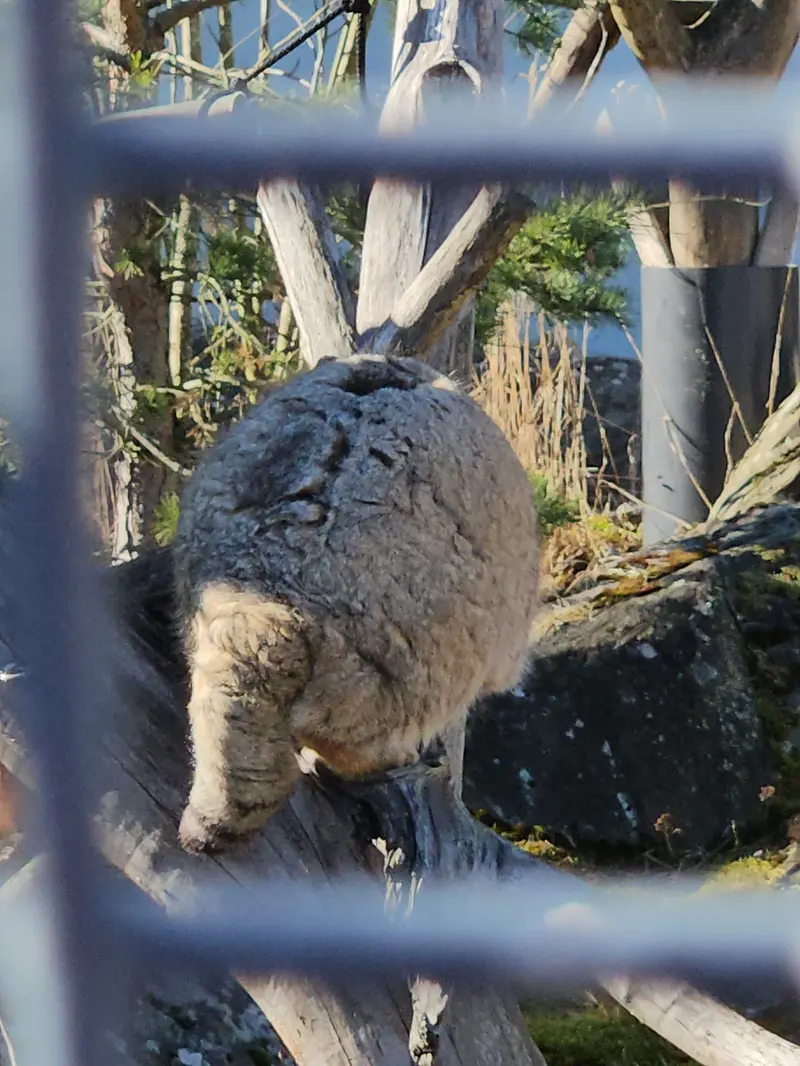 Фотография Мими в Зоопарке Коркеасаари