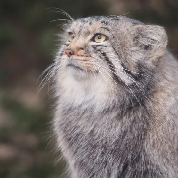 Фотография Нагому в Царстве Животных Насу