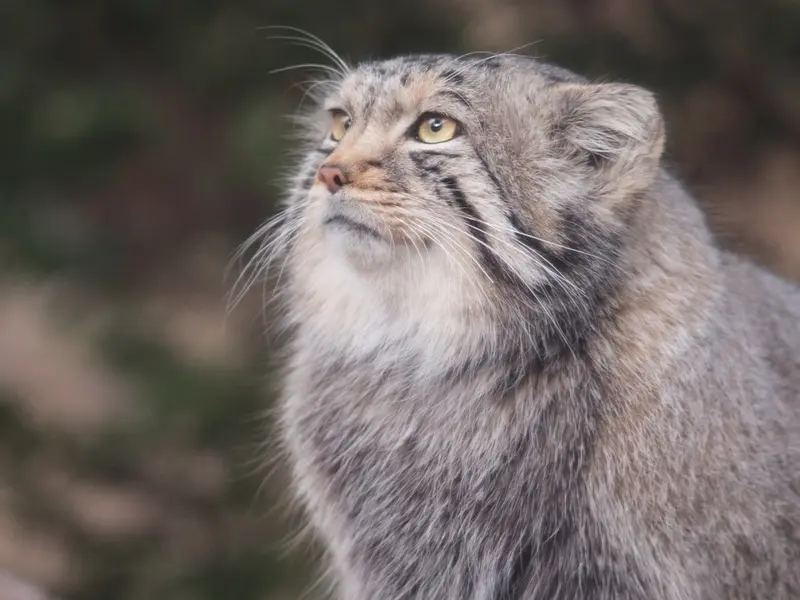 Фотография Нагому в Царстве Животных Насу