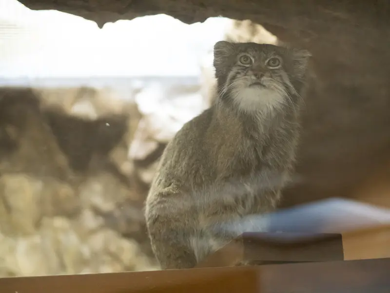 Фотография Клёна в Зоопарке Уено