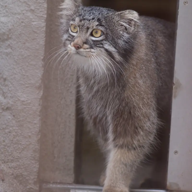 Фотография Фиги в Зоопарке Ногеяме